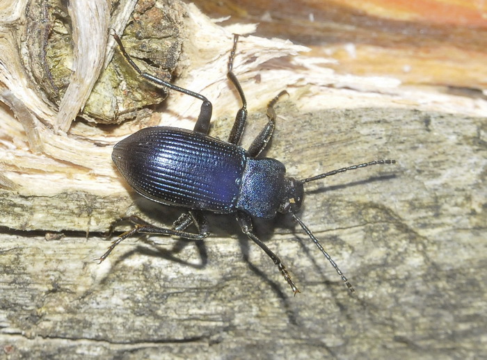 Coleottero del Chianti: Helops rossii